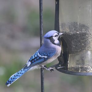 Blue Jay