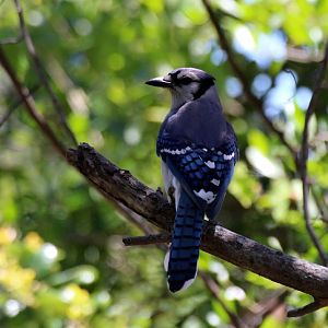 Blue Jay