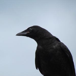 American Crow