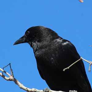 American Crow