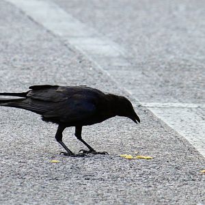 Fish Crow