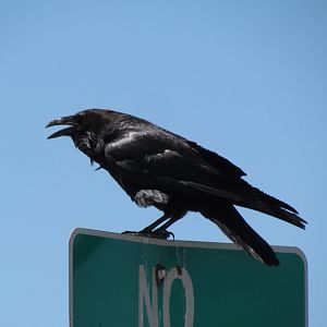 Common Raven