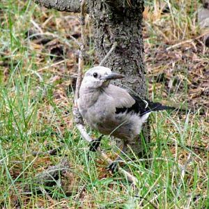 Clark’s Nutcracker