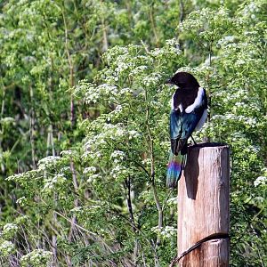 Black-billed Magpie