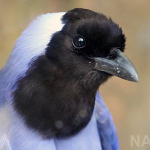 Violaceous Jay, 2016