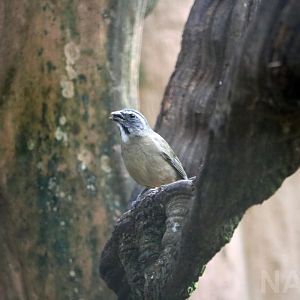 Green-winged saltator, 2016