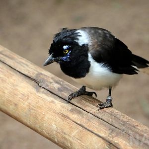 White-naped jay, 2016