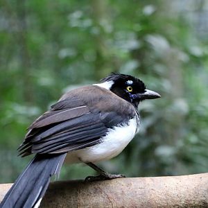 White-naped jay, 2016