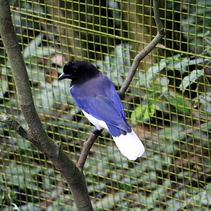 Curl-crested jay, 2016