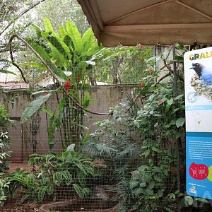 Azure jay aviary, 2016