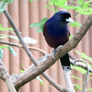 Amami (Lidth's) jay, 2017