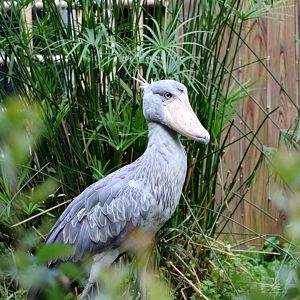 Shoebill, 2017