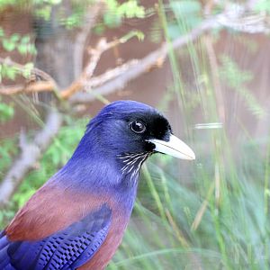 Amami (Lidth's) jay, 2017