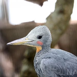 Great slaty woodpecker, 2017