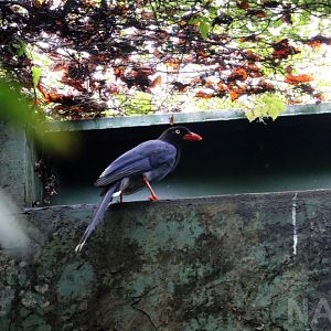 Formosan blue magpie, 2016