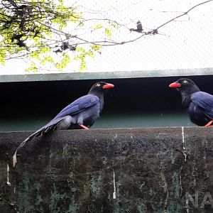 Formosan blue magpies, 2016