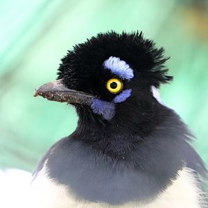Plush-crested jay, 2016