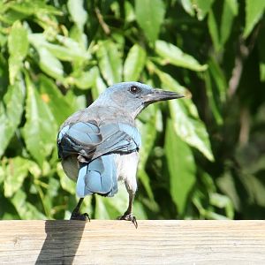 Mexican Jay