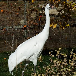 Whooping Crane