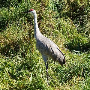 Sandhill Crane