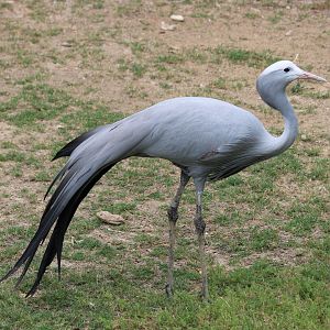 Blue Crane