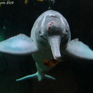 Amazonasdelfin - Amazon River dolphin