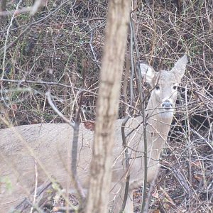 white tailed deer