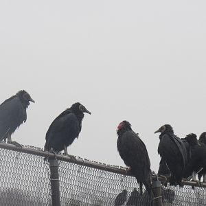 turkey and black vultures