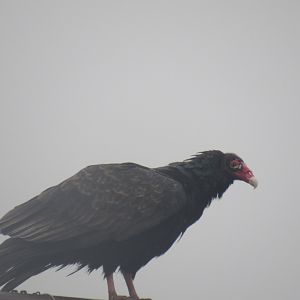 turkey vulture