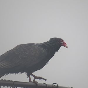 turkey vulture