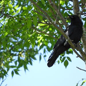 American Crow (Corvus brachyrhynchos)