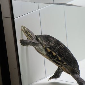 Vietnamese Pond Turtle