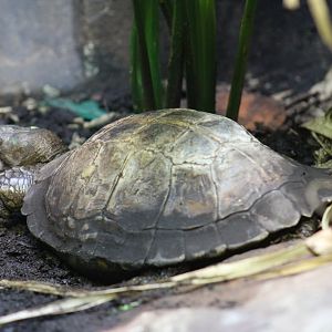 Spiny Hill Turtle
