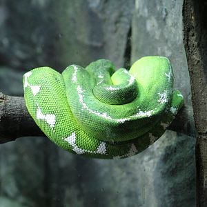 Amazon Basin Tree Boa