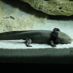 Lake Pátzcuaro Salamander