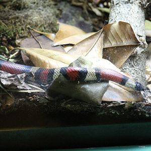 Pueblan Milksnake