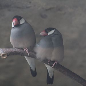 Java Sparrows