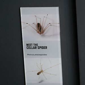 Long-Bodied Cellar Spider Signage