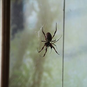 Australian Golden Orb-Weaver