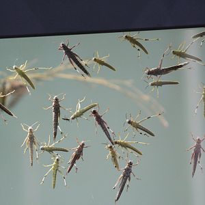 Desert Locusts
