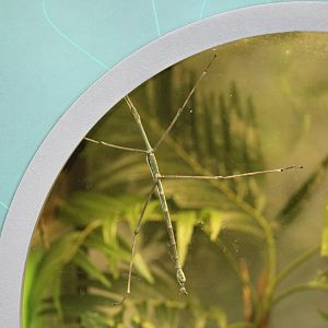 South Chinese Stick Insect