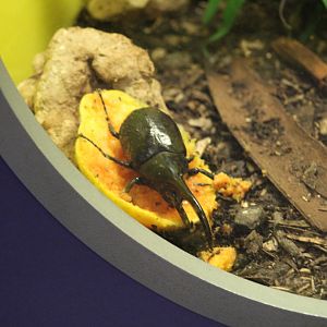 Southern Hercules Beetle