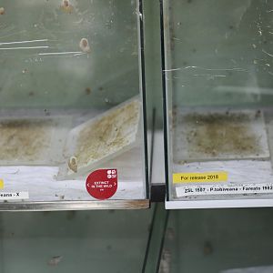 Partulas for Release