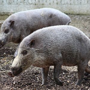 Bornean Bearded Pigs