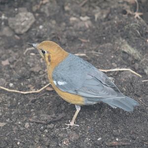 South China Orange-Headed Thrush