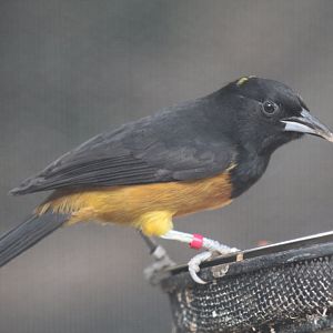 Montserrat Oriole