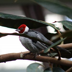 Red-Cowled Cardinal