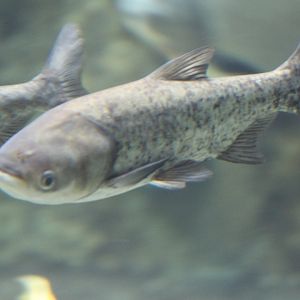 Jihlava- Cyprinidae ID?