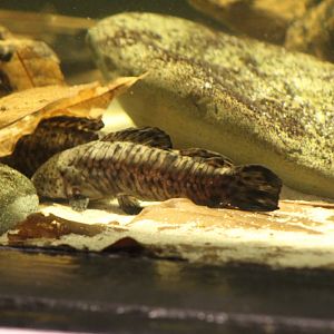 Black Marble Armoured Catfish