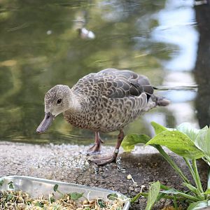 Madagascar Teal